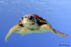 On the way of an old turtle ... by Raoul Caprez 